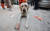 10일 오전(현지시간) 튀르키예 하타이 안타키아 시내에서 전날 구조작업 중 부상을 입은 구조견 '토백이'가 발에 붕대를 감고 구조작업 투입을 기다리고 있다. 연합뉴스