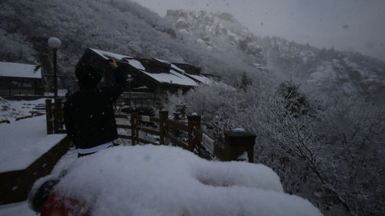 [사진] 겨울왕국 된 강원, 오늘까지 10㎝ 눈