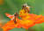 지난해 8월 경기도 평택시 농업생태원에서 꿀벌들이 활짝 핀 코스모스 사이를 분주하게 오가며 꿀을 모으고 있다. 연합뉴스
