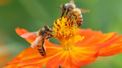 꿀벌에 나노플라스틱 먹이니…체중 10% 줄고, 치사율 높아졌다