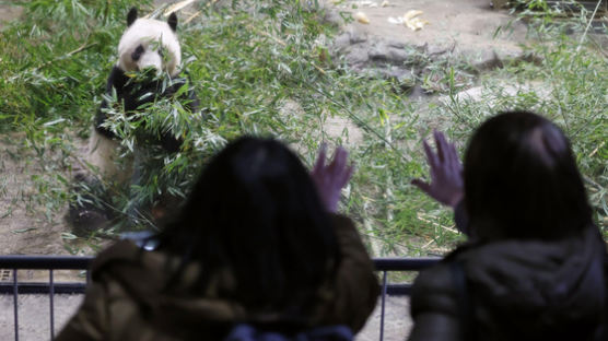중국 돌아가는 이 동물, 日시민들 뛰쳐나왔다…中 "마음 이해"