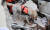 지난 10일 오전(현지시간) 튀르키예 하타이 안타키아 시내에서 전날 구조작업 중 부상을 입은 구조견 '토백이'가 발에 붕대를 감은 채 수색작업을 이어가고 있다. 연합뉴스