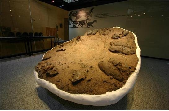 목포자연사박물관에 전시 중인 2009년 발견된 육식공룡알 둥지 화석.사진 전남대 한국공룡연구센터