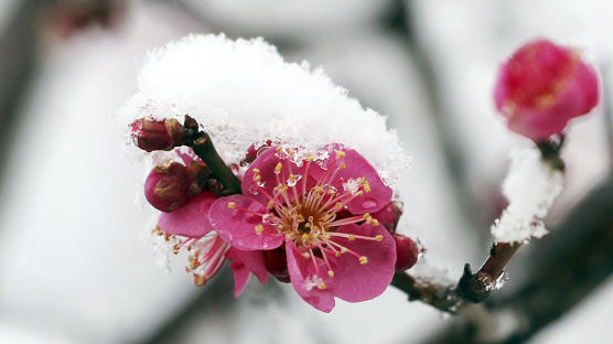 [포토타임] 눈 이불 덮은 홍매화... 겨울은 봄을 이길 수 없다