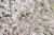 지난 17일 오전 제주 서귀포시 서홍동 걸매생태공원에서 동박새가 만개한 매화 사이에서 꿀을 따고 있다. [연합뉴스]