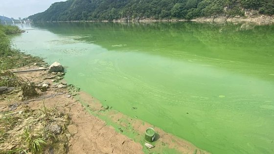 지난해 7월 10일 낙동강 합천창녕보에서 관찰된 녹조. 페인트를 풀어놓은 것처럼 짙다. 대구환경운동연합