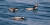 제주 마라도 앞바다 물위에 떠 있는 뿔쇠오리. 사진 한국조류보호협회 제주도지회
