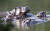 지난 2021년 4월 콜롬비아 아시엔다 나폴레스 공원에서 하마들이 호수에 모여있다. 마약왕 파블로 에스코바르가 애완용으로 들여온 하마의 후손들이다. AP=연합뉴스 