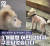 4일 오후 케어에 따르면 동물학대 논란이 일었던 경북 경산시 조영동에서 발견된 복순이는 무사히 구조됐다. 사진 케어 인스타그램 캡처