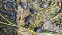 두꺼비 1000마리 대이동…봄비 내리면 장관 펼쳐지는 이곳