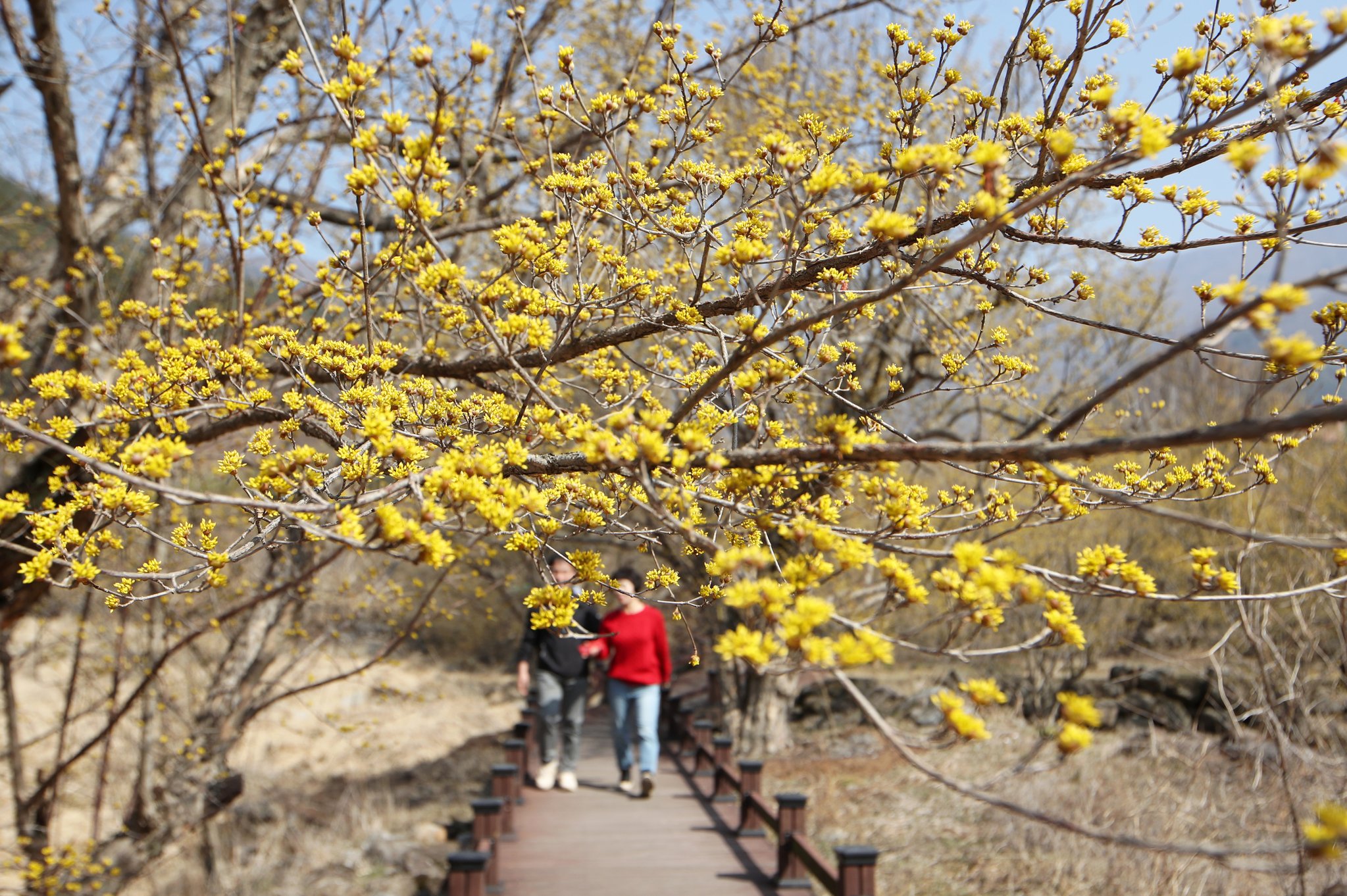 6일 전남 구례군 산동면 반곡마을에서 시민들이 산수유꽃이 핀 산책로를 걸으며 봄맞이하고 있다. 연합뉴스