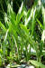 ‘천년란’이라 불리는 산세베리아는 공기정화 식물로 알려져 있으며, 건조하고 온도가 높은 곳에서 잘 자라 겨울에도 15도 이상으로 유지해야 한다.