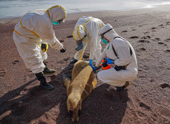 美서 터진 조류독감, 곰·여우도 덮쳤다…페루는 바다사자 떼죽음