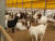 경북 김천시 한 염소농장에서 염소들이 사육되고 있는 모습. 사진 독자
