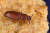  밀가루에서 자라는 벌레인 거짓쌀도둑거저리(Tribolium castaneum) [자료: 위키피디아]