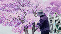 [포토타임] 봄을 기다리는 마음으로 벚꽃을 그리는 화가