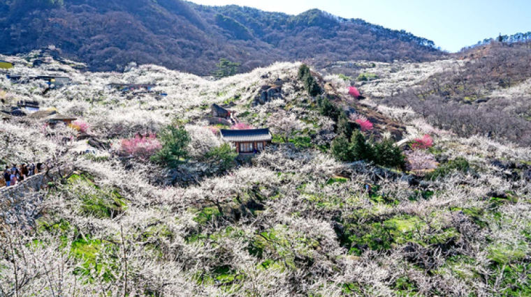 꽃냄새야 반갑다, 4년 만에 돌아온 ‘노 마스크’ 봄꽃 축제 