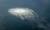 지난해 9월 27일 덴마크 동쪽 발트해에 위치한 보른홀름 섬 근처에서 노르트스트림2 가스관이 폭발해 거대한 거품이 솟아오르고 있다. 로이터=연합뉴스