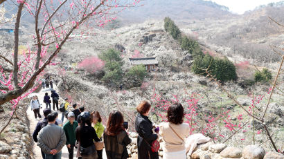 [포토타임] 광양 매화 축제 오늘 개막.. 오는 19일까지 열흘 동안 열려