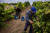 몰도바의 농부들이 포도 농장에서 포도를 수확하고 있다. AFP=연합뉴스