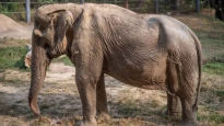 25년간 사람 태운 코끼리 '충격 모습'…척추가 내려앉았다