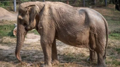 25년간 사람 태운 코끼리 '충격 모습'…척추가 내려앉았다