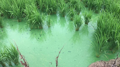 환경연합 "낙동강·영산강 일부 쌀에서 녹조 남세균 독소 검출"