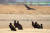 1월 11일 경북 고령군 우곡교 인근 낙동강변에서 월동하는 독수리가 햇볕을 쬐고 있다. 뉴스1
