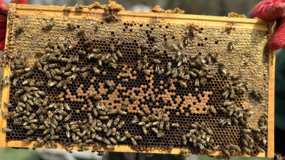 "벌통 절반이 텅텅" …금벌 된 꿀벌, 기형 딸기 무섭게 늘었다
