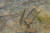말조개 우니오 크라수스의 유생이 기생하는 숙주인 피라미. [위키피디아]