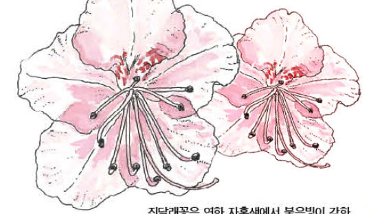 [소년중앙] ‘봄의 전령사’ 진달래꽃에 대해 잘 몰랐던 사실