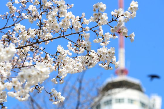 기온이 크게 올랐던 지난 15일 대구 달서구 이월드 83타워 아래 벚꽃이 꽃망울을 터뜨려 봄소식을 전하고 있다. 뉴스1