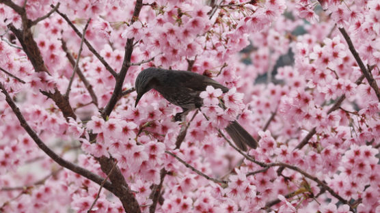 부산 벚꽃, 102년 만에 가장 일찍 피었다…다음주 전국 개화