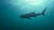 춤폰 피너클에서 만난 고래상어. 지구에서 가장 큰 물고기다.
