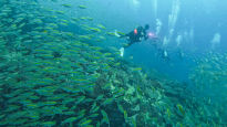 수만 마리 물고기 휘감는다, 고래상어도 등장…다이빙의 성지