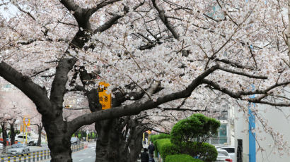 [사진] 부산 벚꽃, 102년 만에 가장 일찍 폈다