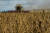 러시아의 침공 이후 우크라이나 키이우 지역의 한 마을에서 지난해 여름 콤바인으로 밀을 수확하는 모습.[로이터=연합뉴스]