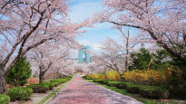 올 봄엔 경주엑스포공원서 벚꽃 버스킹 즐겨볼까 