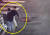 폐쇄회로(CC)TV에 찍힌 지난 1월 31일 제주시 대학로에서 발생한 '묻지마 폭행' 현장 모습. 사진 제주동부경찰서