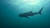 ‘춤폰 피너클’ 바다에서 만난 고래상어. 몸길이가 10m는 돼 보였다.