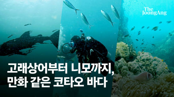 고래상어부터 니모까지, 만화보다 화려한 코타오 바다 [영상]