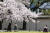 서울 경복궁 벚꽃 나무 아래서 한복을 입은 사람들이 사진을 촬영하고 있다. 김경록 기자