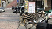 "착취의 현장"…얼룩말 '세로' 탈출 소동에 동물원 환경 비판
