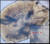연어 귓속뼈에 있는 이석 표시. 이를 보고, 나이와 출생지를 알 수 있다. 사진 울주군 태화강생태관