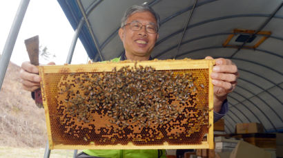 “설탕물 먹인 꿀벌, 이젠 그만” 먹이 나무 심는 전직 검사장