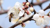 "이 속도면 2월 벚꽃축제"…꿀벌에게 악몽 덮쳤다