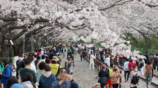 ‘진해 벚꽃축제’ 반쪽수당에 감시까지? 성난 MZ공무원
