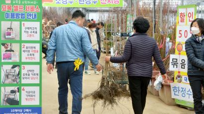 [사진] “이건 집앞에 심고 … ” 식목일 앞둔 묘목시장