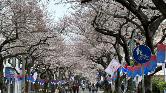 제주는 지금 분홍분홍…동네마다 걷고싶은 ‘벚꽃 올레’