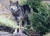 지난 27일 수술 합병증 등으로 고통받다 안락사된 수컷 늑대 로키. 캠퍼다운 야생동물센터 페이스북 캡처